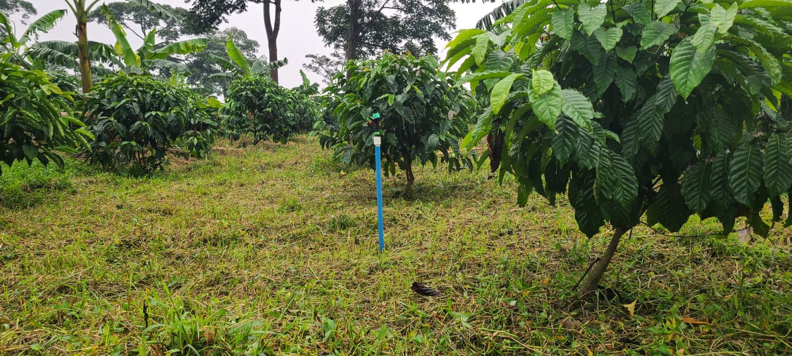 Robusta coffee intercropped with banana at Busoke